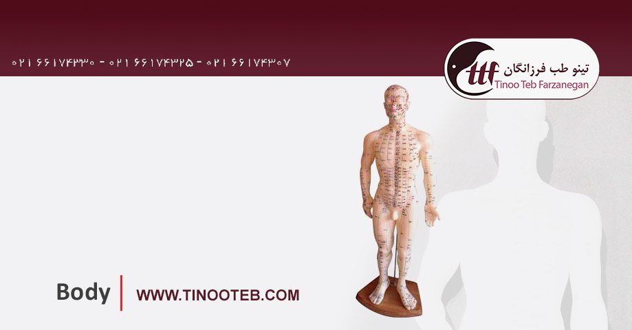 Body Acupunture model